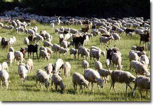 Vaucluse - les agri coups de pouce